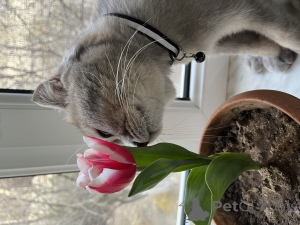 Photo №3. I will give the cat in good hands (Baku). Azerbaijan