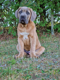 Photo №1. cane corso - for sale in the city of Michów | 1057$ | Announcement № 109274