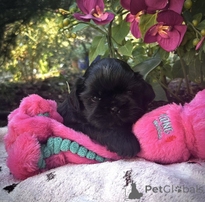 Photo №3. Shih Tzu puppy available. Belgium