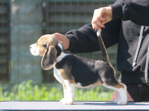 Photo №2 to announcement № 2906 for the sale of beagle - buy in Belarus from nursery
