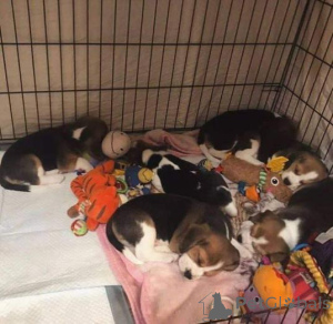 Photo №1. beagle - for sale in the city of TALSI | negotiated | Announcement № 159992