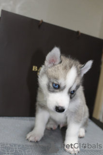 Photo №1. siberian husky - for sale in the city of Москва | 265$ | Announcement № 7626