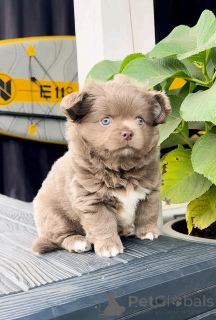 Photo №2 to announcement № 138553 for the sale of chihuahua - buy in United States breeder