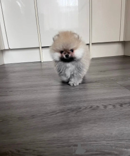 Photo №2 to announcement № 174482 for the sale of pomeranian - buy in Finland private announcement