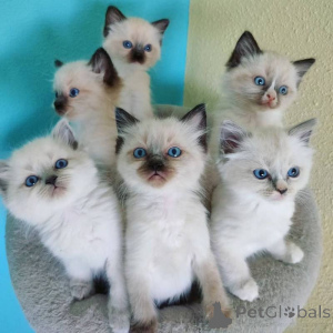 Photo №1. ragdoll - for sale in the city of Brussels | 250$ | Announcement № 155585