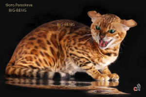 Photo №1. bengal cat - for sale in the city of St. Petersburg | 399$ | Announcement № 1854