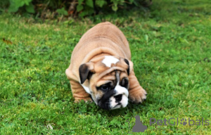 Photo №1. english bulldog - for sale in the city of Arnauti | 634$ | Announcement № 85911