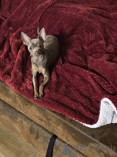 Photo №3. Russian that. Germany