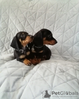 Photo №1. dachshund - for sale in the city of Flagstaff | negotiated | Announcement № 51102