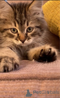 Photo №4. I will sell siberian cat in the city of Hogezand. private announcement - price - Is free