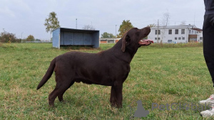 Photo №4. I will sell labrador retriever in the city of Koceljeva. breeder - price - negotiated