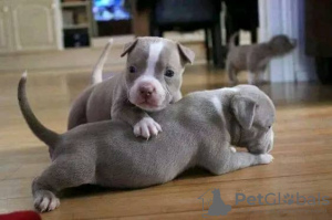 Photo №1. american pit bull terrier - for sale in the city of Renko | 338$ | Announcement № 72035