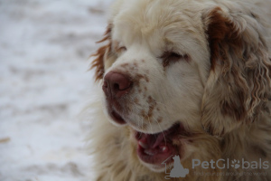 Photo №1. clumber spaniel - for sale in the city of Barnaul | negotiated | Announcement № 9694