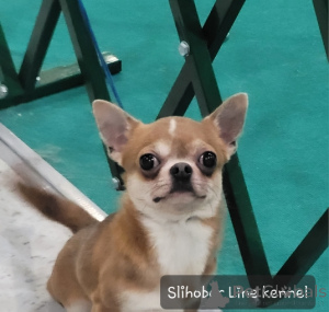 Photo №3. Chihuahua adult boy. Russian Federation