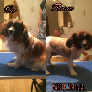 Photo №3. Professional haircuts and animal care in Russian Federation