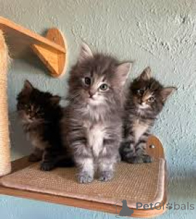 Photo №1. norwegian forest cat - for sale in the city of Antwerp | 516$ | Announcement № 172694