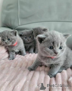 Photo №1. british shorthair - for sale in the city of Helsingby | 317$ | Announcement № 72816