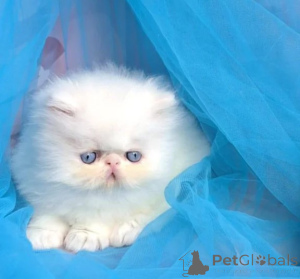 Photo №1. persian cat - for sale in the city of Bleialf | Is free | Announcement № 177649