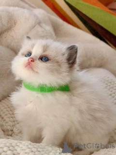 Photo №1. ragdoll - for sale in the city of Klagenfurt | 361$ | Announcement № 172426