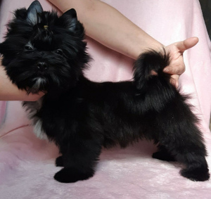 Photo №2 to announcement № 6140 for the sale of yorkshire terrier - buy in Belarus from nursery