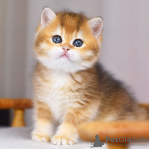 Photo №3. British Golden Chinchilla kittens with WCF pedigree. Turkey