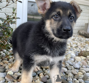 Photo №2 to announcement № 127398 for the sale of german shepherd - buy in Finland private announcement