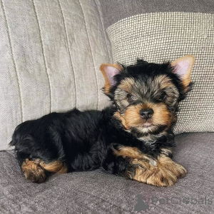 Photo №1. yorkshire terrier - for sale in the city of Berlin | 568$ | Announcement № 163016