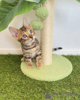 Photo №1. bengal cat - for sale in the city of Halmstad | 706$ | Announcement № 153229