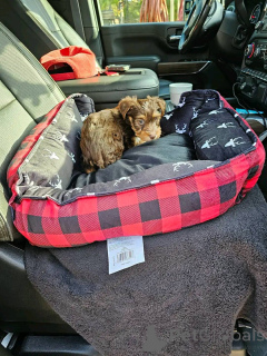 Photo №4. I will sell yorkshire terrier in the city of Eckerö. private announcement - price - 465$