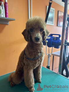 Photo №2 to announcement № 114784 for the sale of poodle (toy) - buy in Serbia 