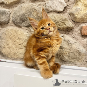 Photo №4. I will sell maine coon in the city of Ostrava. breeder - price - negotiated