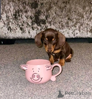 Photo №3. Mini dachshunds puppies for adoption. United States