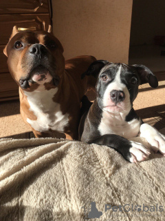 Photo №2 to announcement № 25637 for the sale of american staffordshire terrier - buy in Belarus private announcement