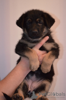 Additional photos: German shepherd puppies