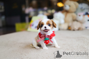 Photo №2 to announcement № 167931 for the sale of shih tzu - buy in Andorra breeder