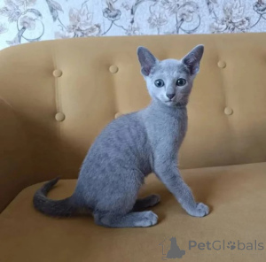 Photo №1. russian blue - for sale in the city of Obertshausen | 350$ | Announcement № 177580