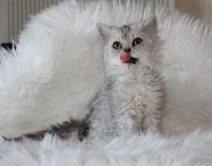 Photo №2 to announcement № 3530 for the sale of selkirk rex longhair - buy in Russian Federation from nursery, breeder