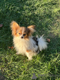 Additional photos: Selling Papillon