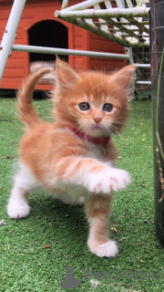 Photo №3. Vaccinated Main Coon kittens for Adoption to loving homes. Germany