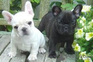 Photo №1. french bulldog - for sale in the city of Milan | 317$ | Announcement № 115609