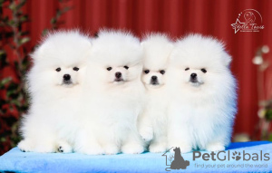 Photo №1. pomeranian - for sale in the city of Warsaw | Is free | Announcement № 93494