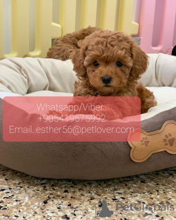 Photo №1. poodle (toy) - for sale in the city of Dudinka | Is free | Announcement № 107010