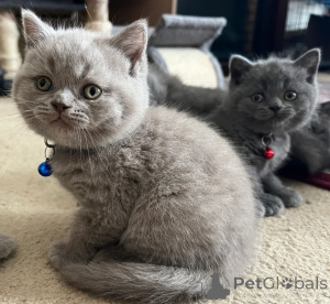 Photo №1. british shorthair - for sale in the city of Quinto di Treviso | 516$ | Announcement № 178320