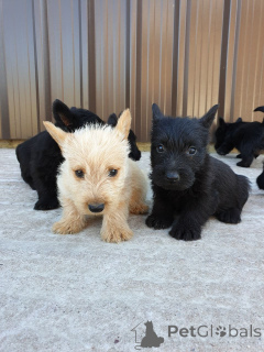 Photo №3. Scottish Terrier puppies. Estonia