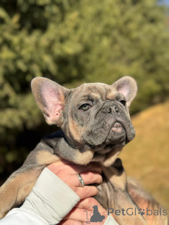 Photo №1. french bulldog - for sale in the city of Innsbruck | negotiated | Announcement № 161460
