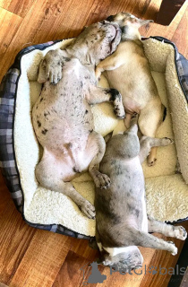 Photo №2 to announcement № 159562 for the sale of non-pedigree dogs - buy in Germany private announcement