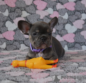 Photo №4. I will sell french bulldog in the city of St. Petersburg. breeder - price - 781$