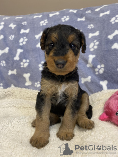 Additional photos: Airedale Terrier ZkwP/FCI puppy - female and male