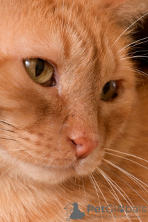 Additional photos: The magnificent cat Orange is ready to become your personal sunshine.