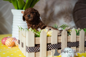 Photo №2 to announcement № 138765 for the sale of poodle (toy) - buy in Serbia breeder